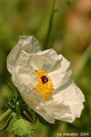 White Prickly Poppy 2 copy (Small).jpg