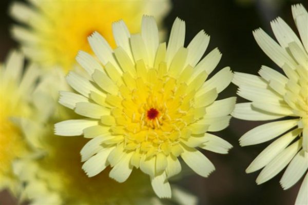 Desert Dandelion.JPG