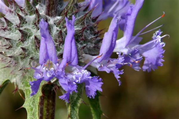 Thistle Sage (Small).jpg