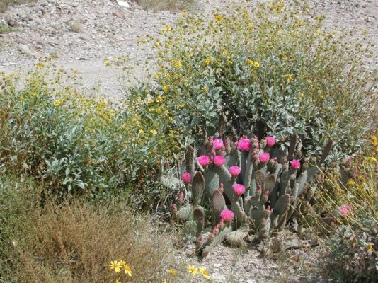 desert flower arrangement (Medium).jpg