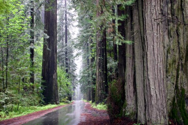 California Redwoods (Medium).jpg