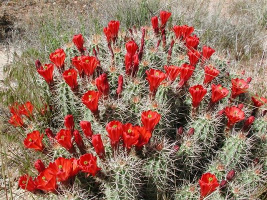 Cactus in Bloom (Small).JPG