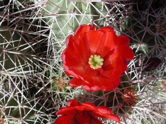 Cactus Bloom (Small).JPG