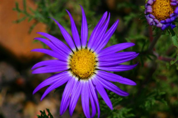 Hoary Tansey-Aster.JPG