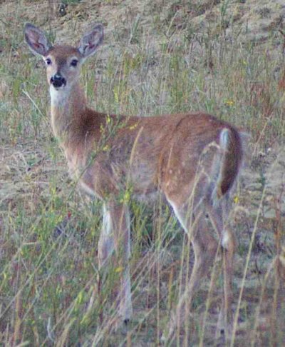 MT Deer 2.jpg