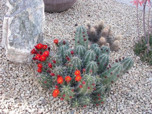 Phil's Cactus in Bloom.jpg