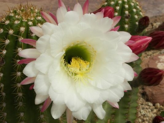 Happy Trails Cactus 003 (Small).jpg