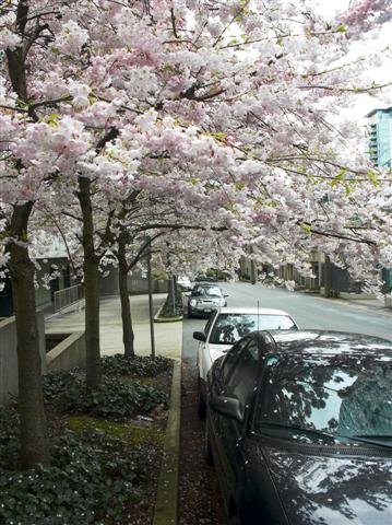 vancouver blossoms (Small).jpg