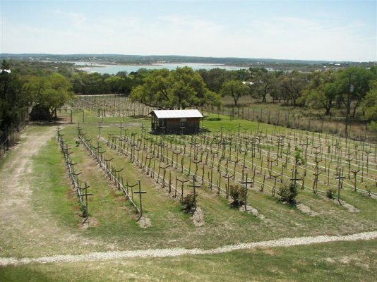 4-The vineyard at Fawncrest Vineyards (Medium).JPG