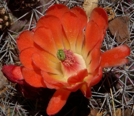 Cactus Flower 1.jpg