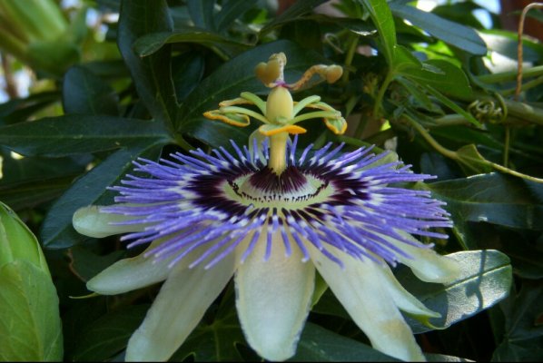 Passion Flower Vine.jpg