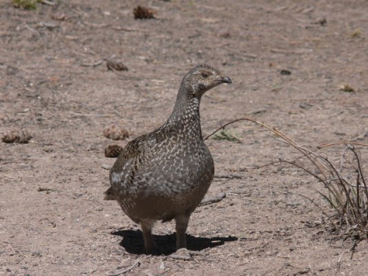 Bryce_Canyon_2009_-grouse.jpg