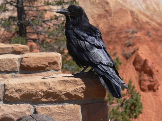 Bryce_Canyon_2009_-raven.jpg