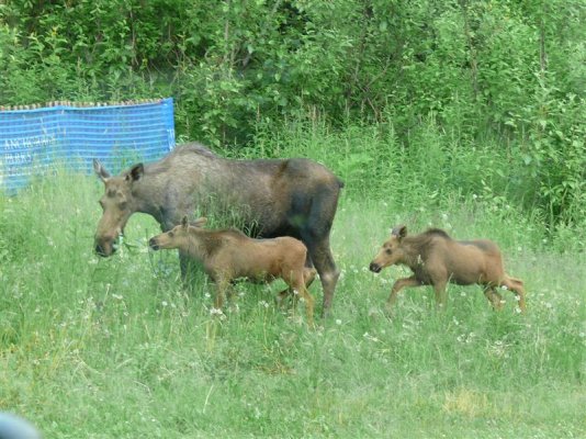 Late Moose Dinner (Medium).JPG