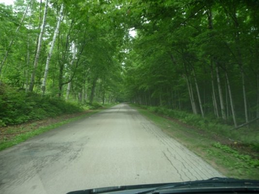 17 Tunnel of Trees.JPG