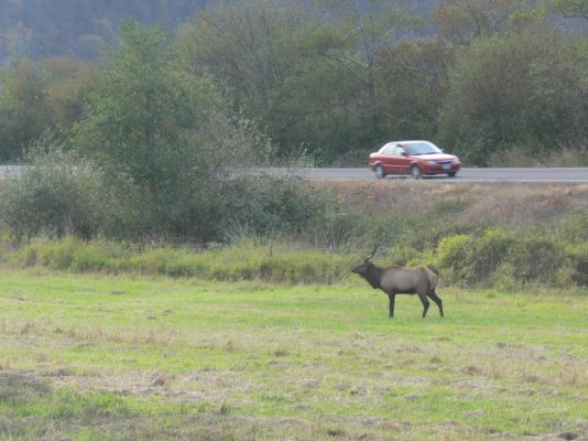 20090930_Reedsport_e_739D9F.jpg