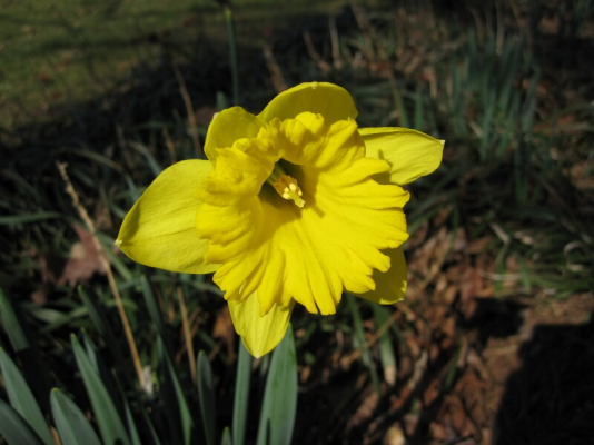 Sm Daffodil.jpg