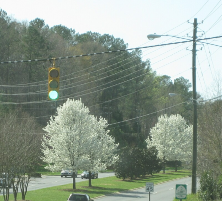 Sm Bradford Pears.jpg