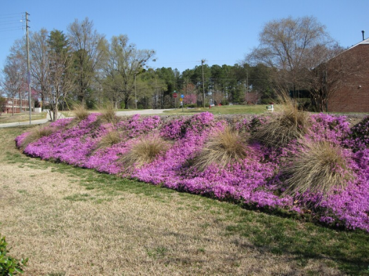 Sm Crown Vetch.jpg