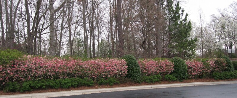 Sm Flowering Hedge.jpg