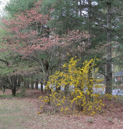 Red Dogwood and Forsythia.jpg