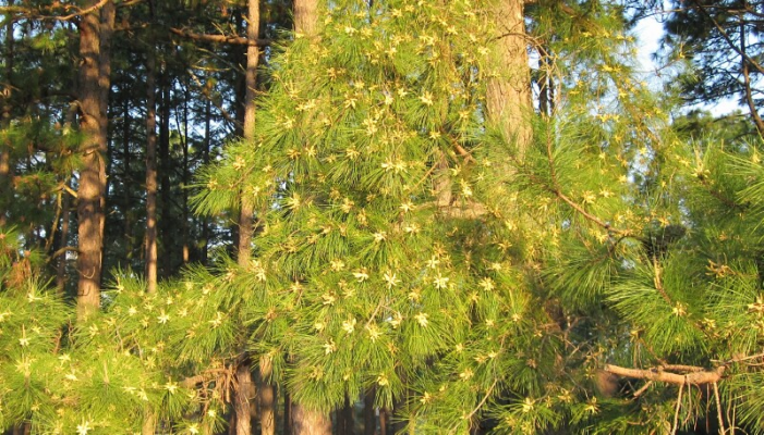Sm Pine Pollen.jpg