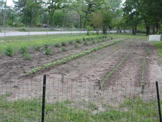 Garden 002.JPG