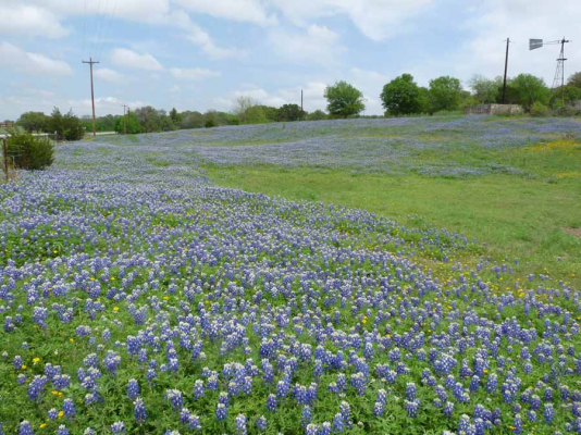 Bluebonnets along Hwy 281.jpg