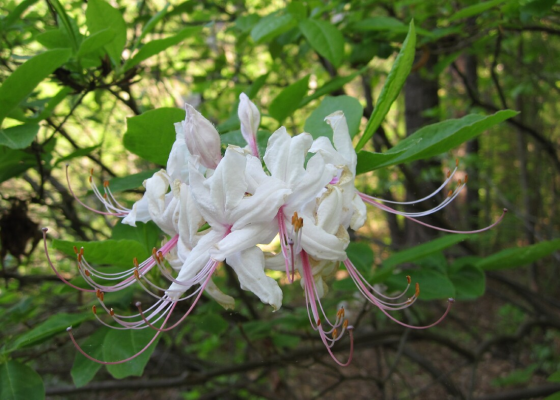 sm Mountain Laurel.jpg