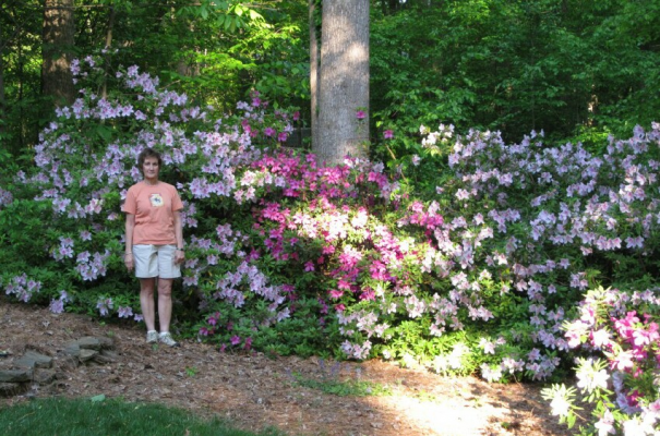 sm Backyard Azaleas 1.jpg