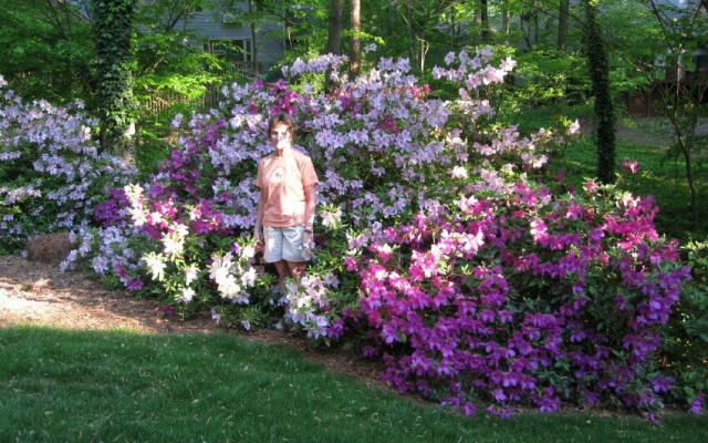 sm Backyard Azaleas 2.jpg