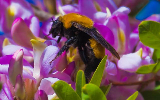 Bee small.jpg