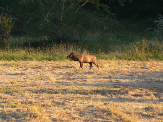 elk_viewing_area_nea_B061C7.jpg