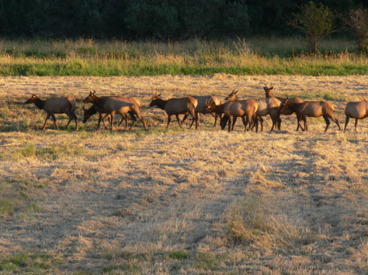 elk_viewing_area_nea_B061CD.jpg