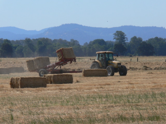 hay_harvest_near_Cob_B0619E.jpg