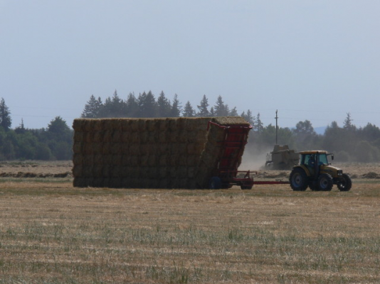 hay_harvest_near_Cob_B06194.jpg