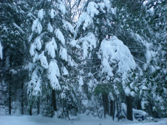 snow_trees.jpg