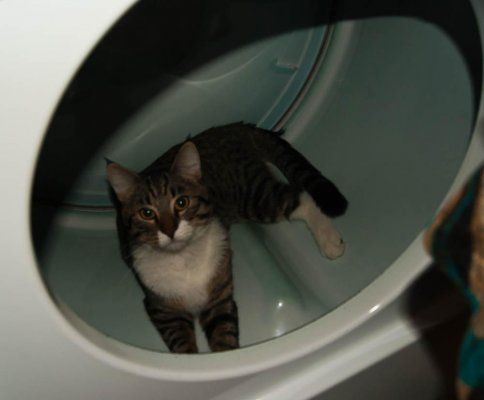 Tarzan in the dryer 1.jpg