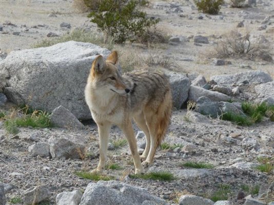 5-A very well fed coyote (Small).JPG