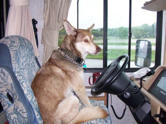 Red Dog Driver.jpg