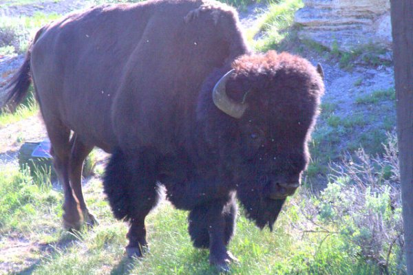 Bison Bull.jpg