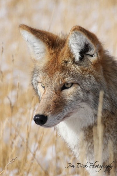 Handsome Coyote.JPG