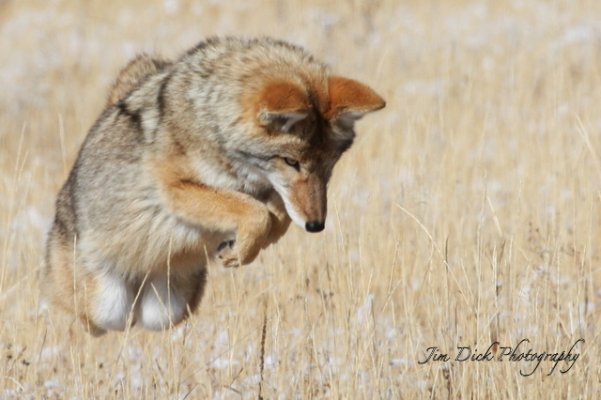 Coyote Attack.JPG