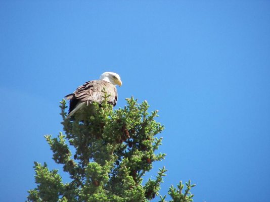 57-Eagle guarding the nest at Whitehorse.jpg