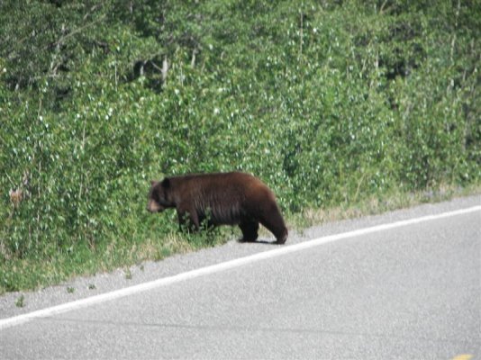 Black bear on way from Whitehorse.jpg