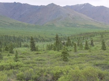 Denali NP-00040.jpg