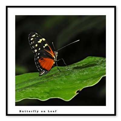butterfly on leaf.gallery.F (Small).jpg