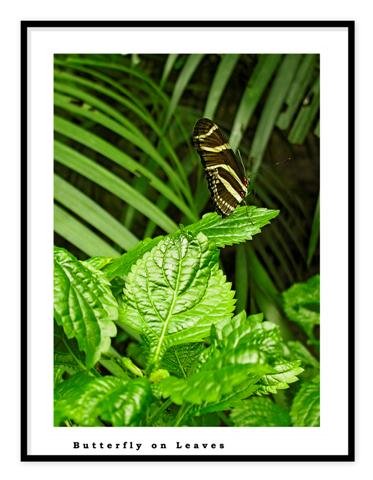 butterfly on leaves.gallery.F (Small).jpg