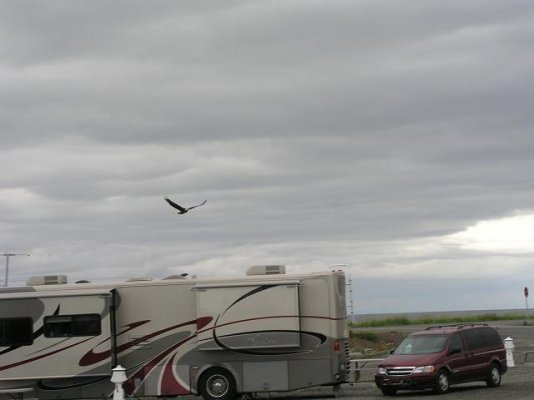 Eagle in the RV Park.JPG