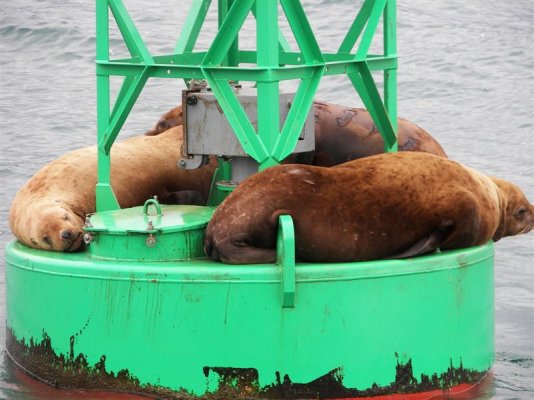 Sea Lions tending the buoy.jpg